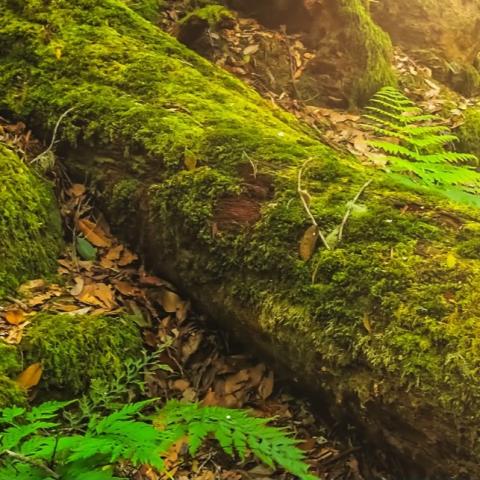 tesoroescondidogarajonay