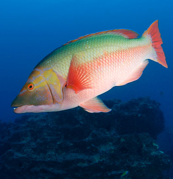 Lanzarote Buceo - listado