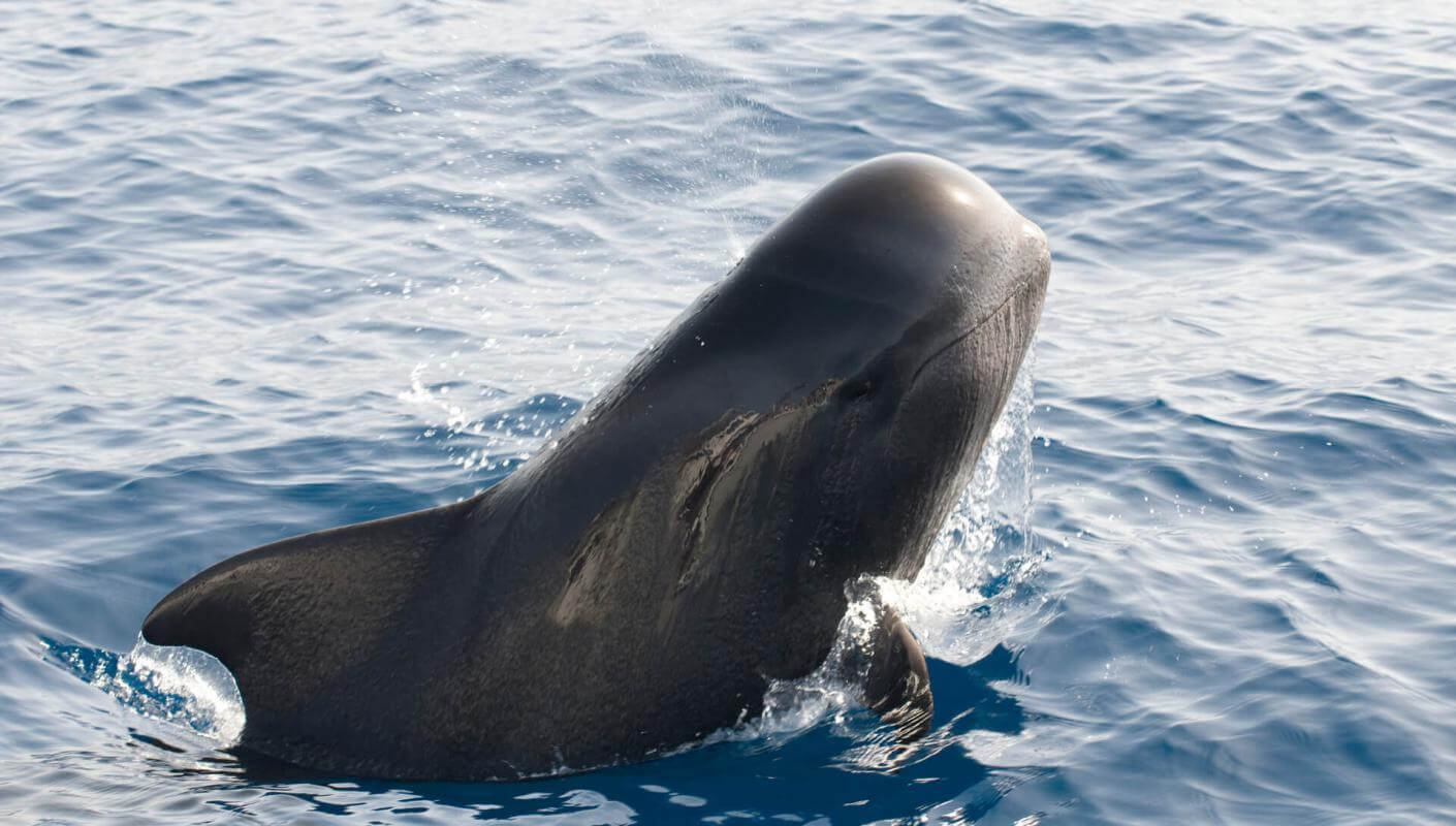 Calderón gris (nagy uszonyú trópusi cetféle) bukkan elő az óceánból, testének egy része a víz felett látható.