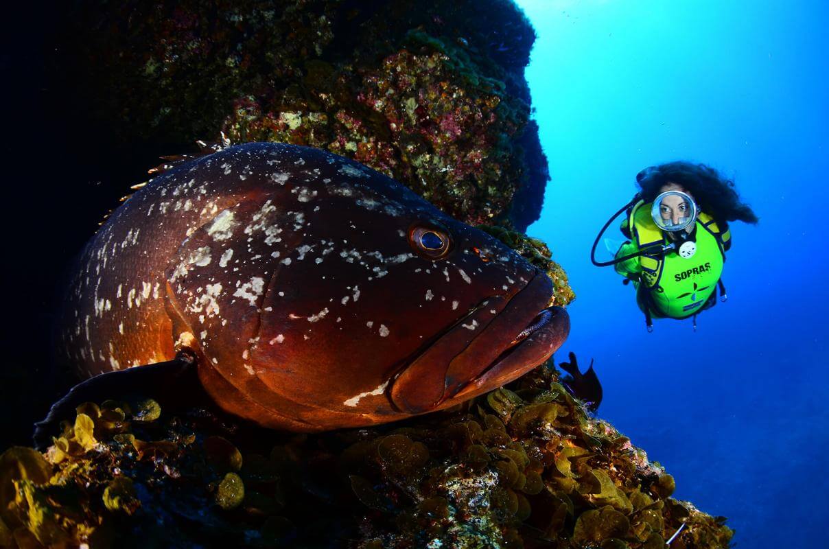 Bucear en Baja Bocarones de El Hierro