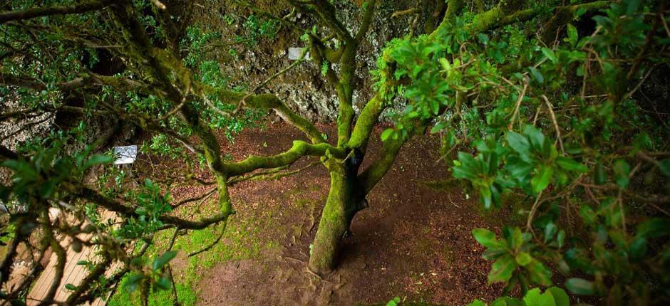 Garoé fa El Hierron