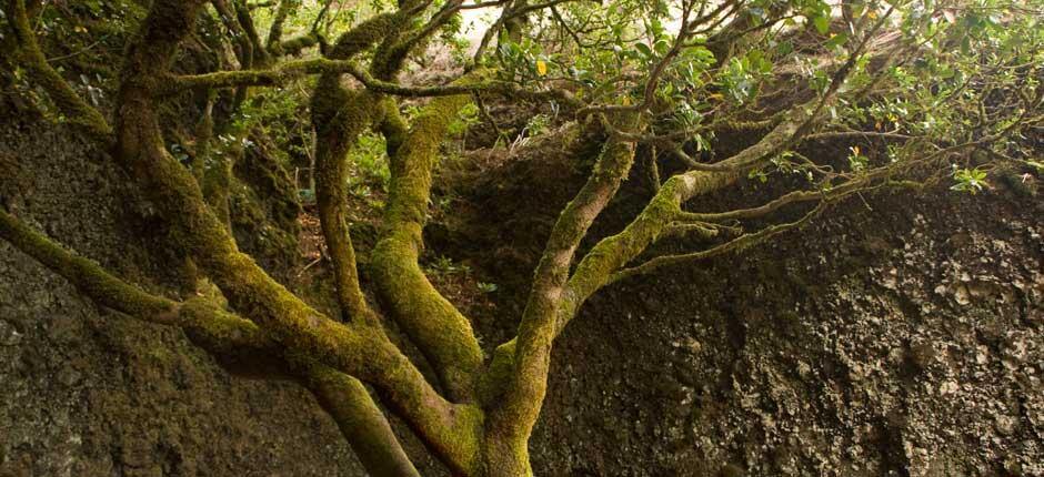 Garoé fa El Hierron