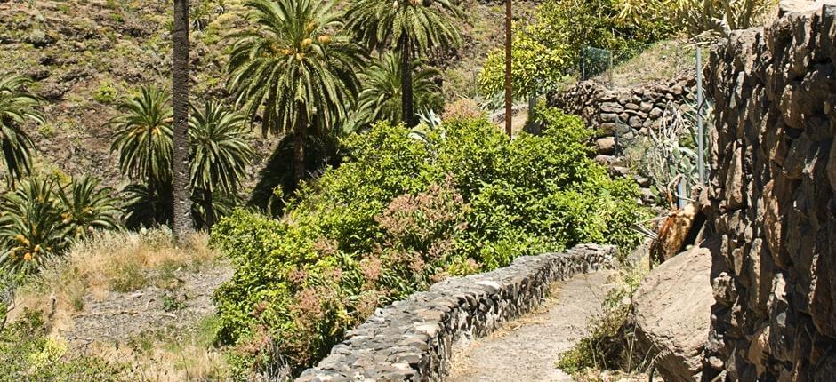 Playa Santiago-Benchijigua. Senderos de La Gomera