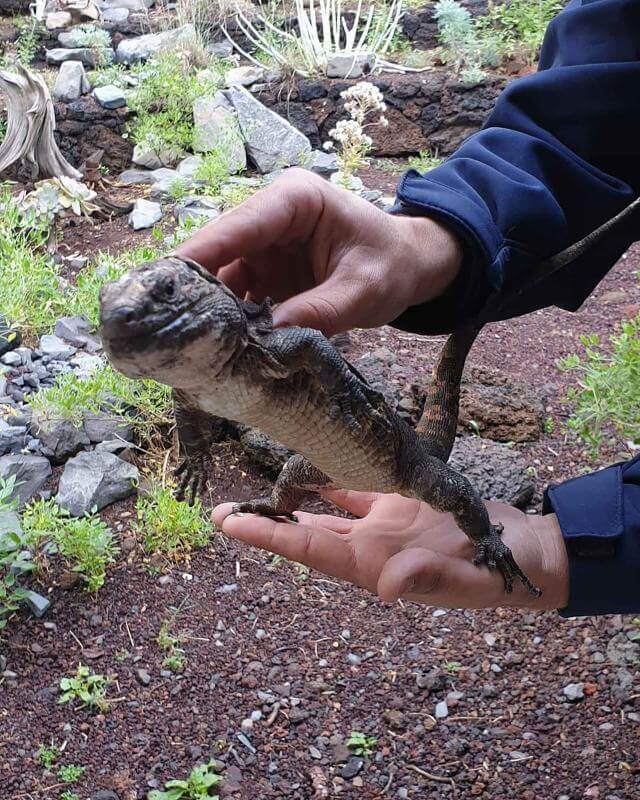 Centro de Recuperación del Lagarto Gigante de El Hierro