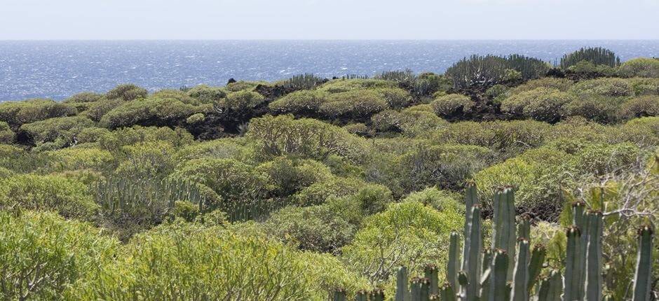 Malpaís de Güímar Espacios naturales de Tenerife