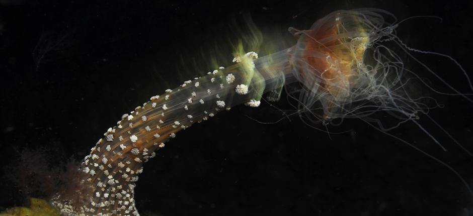 Merülés a La Restinga móló mellett - El Hierro