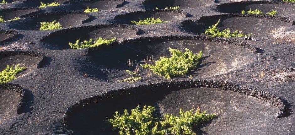 Paisaje Protegido de La Geria, en Lanzarote