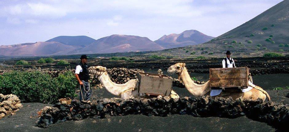 Paisaje Protegido de La Geria, en Lanzarote