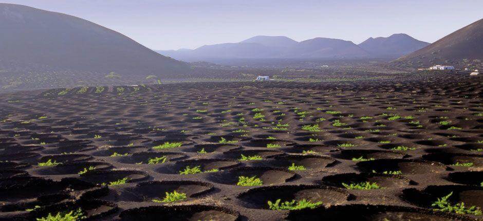 Paisaje Protegido de La Geria, en Lanzarote