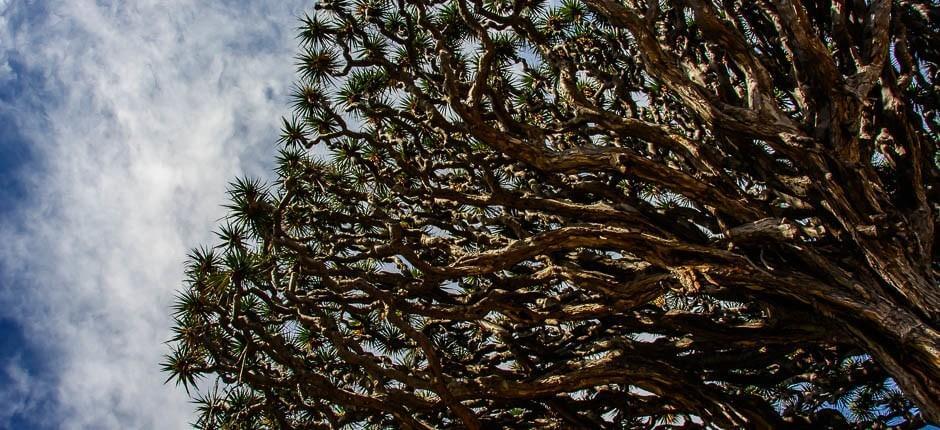 Ezeréves sárkányfa park Múzeumok és turista központok Tenerifén