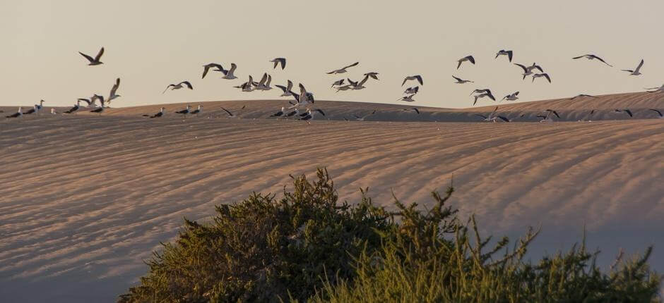 Parque Natural de Corralejo, en Fuerteventura