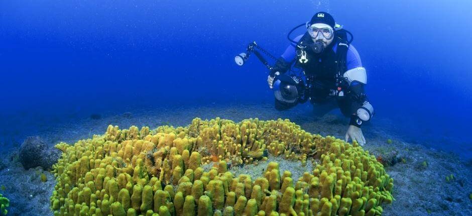 Merülés Risco Verde közelében, Gran Canaria