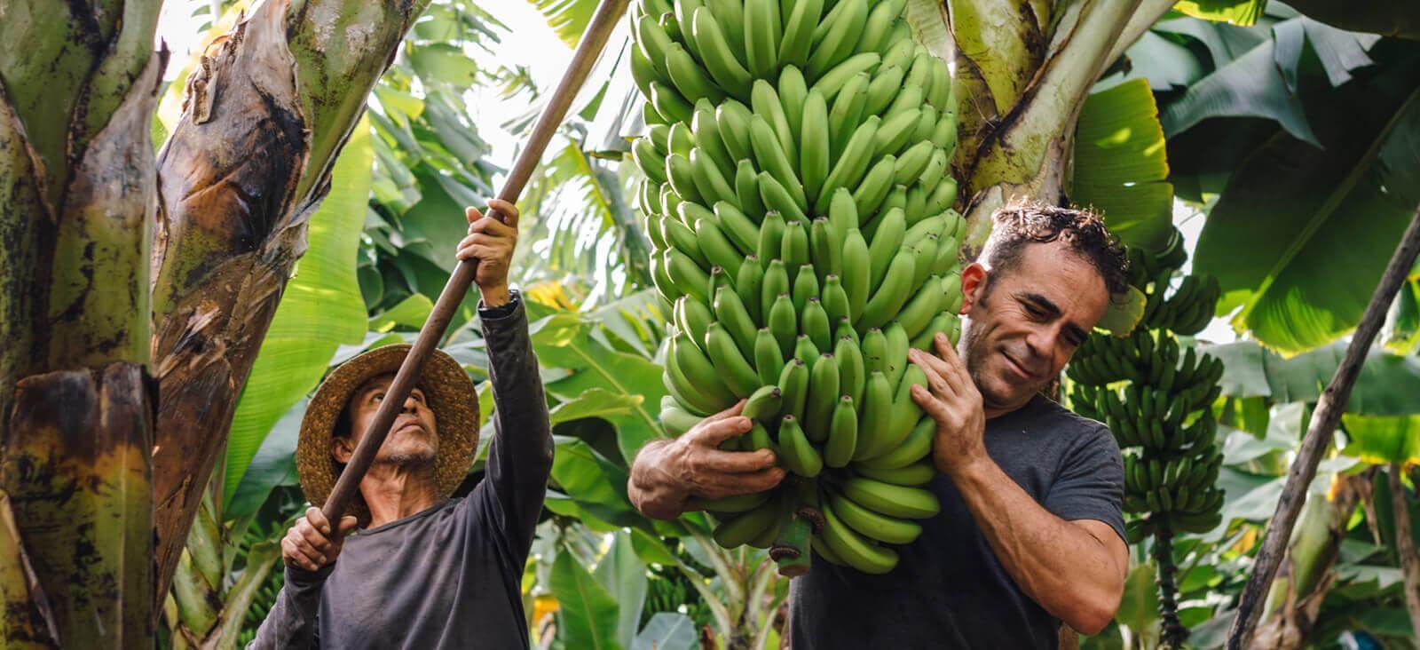 Banánfák. La Palma.