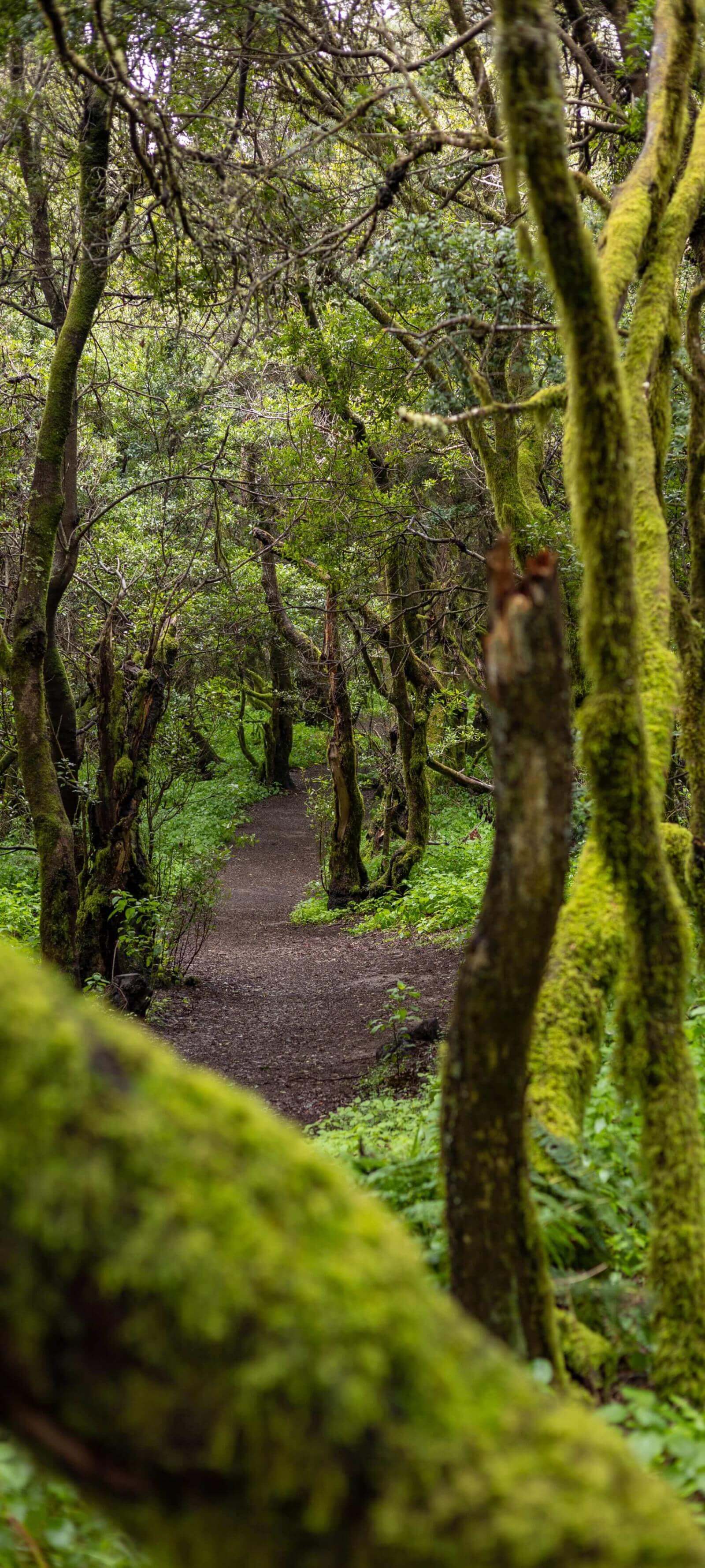 Az El Hierro szigetén található La Llanía ösvény egy sűrű babérerdőn halad át, mohával borított fák között.