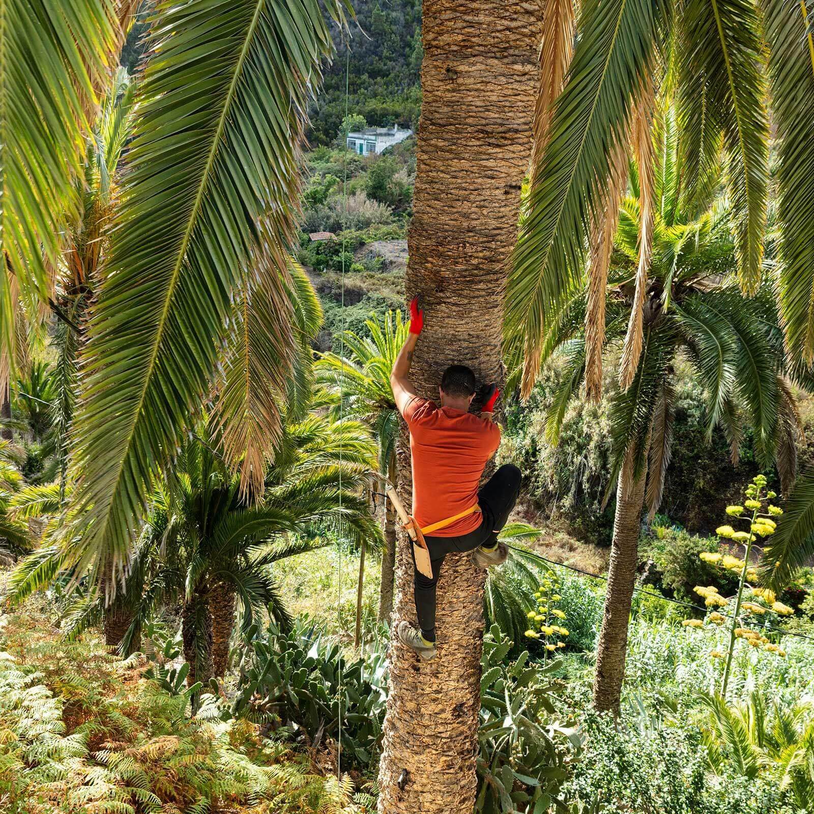 Palmera canaria „Miel de palma” (pálmaméz)