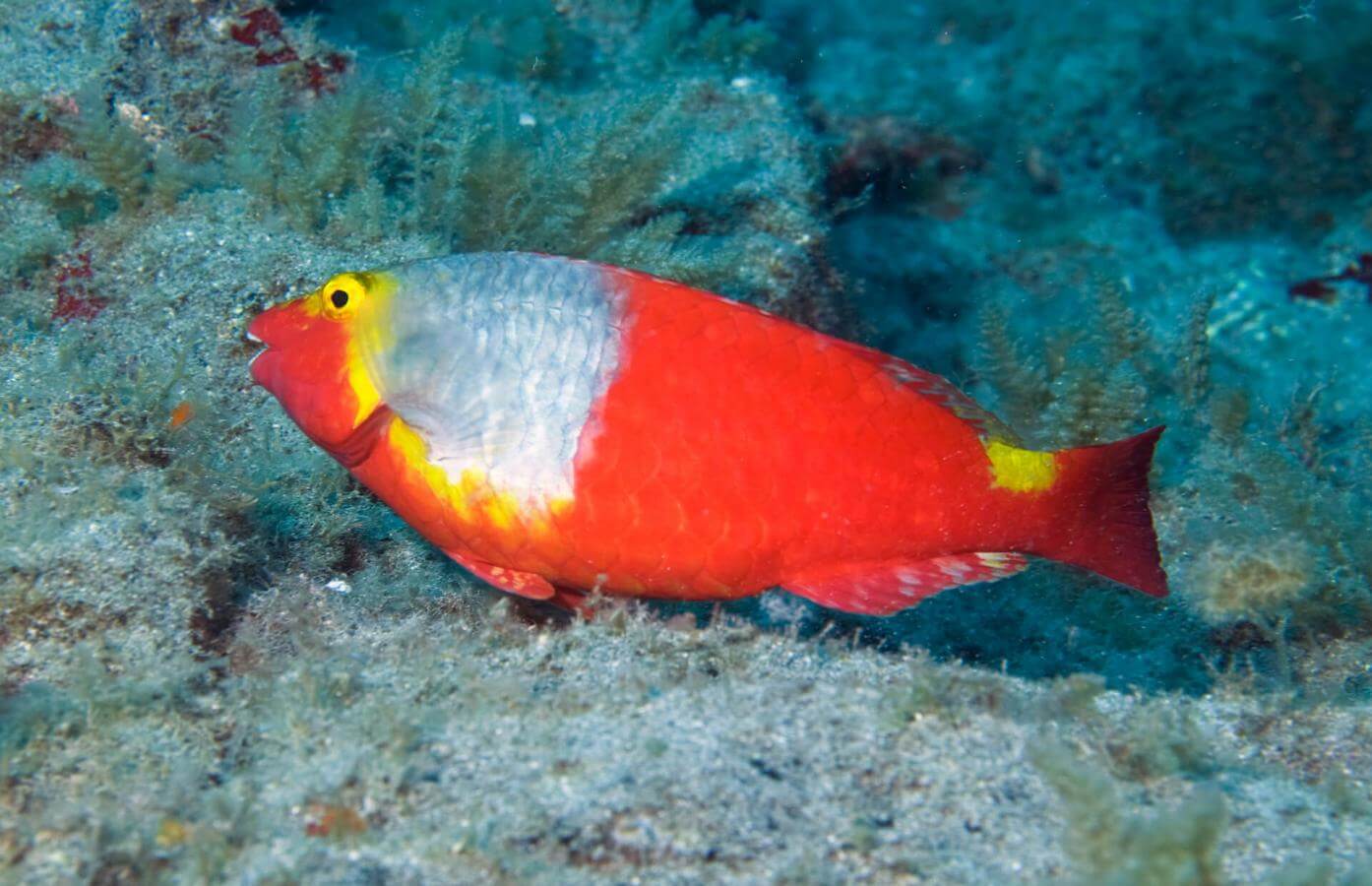 Bucear en El Jablito Submarinismo en Fuerteventura