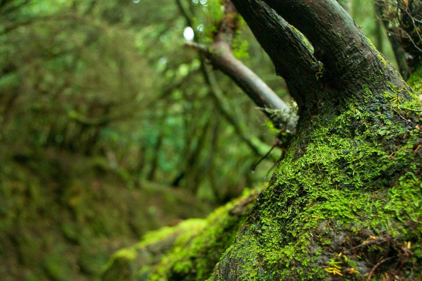 Anaga, una excursión para amantes de la naturaleza - galeria2