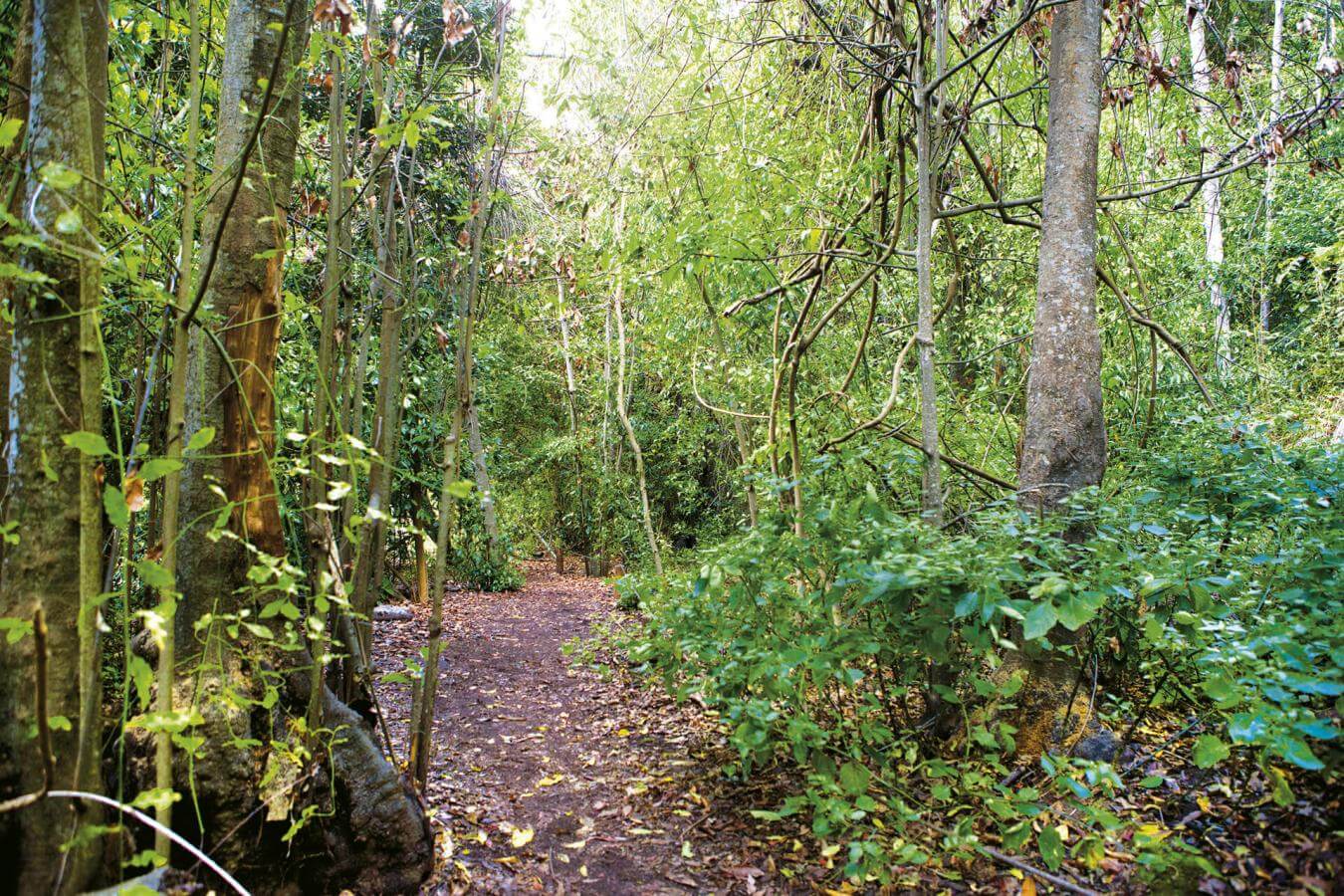 Bosque de Los Tilos, en La Palma