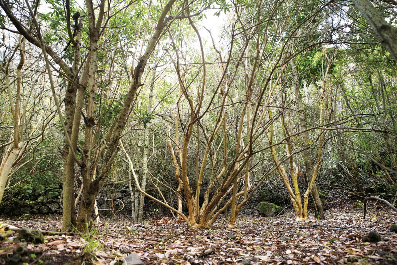 Bosque de Los Tilos, en La Palma