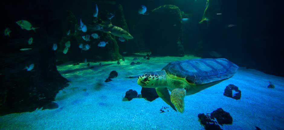 Aquarium Lanzarote akváriumai