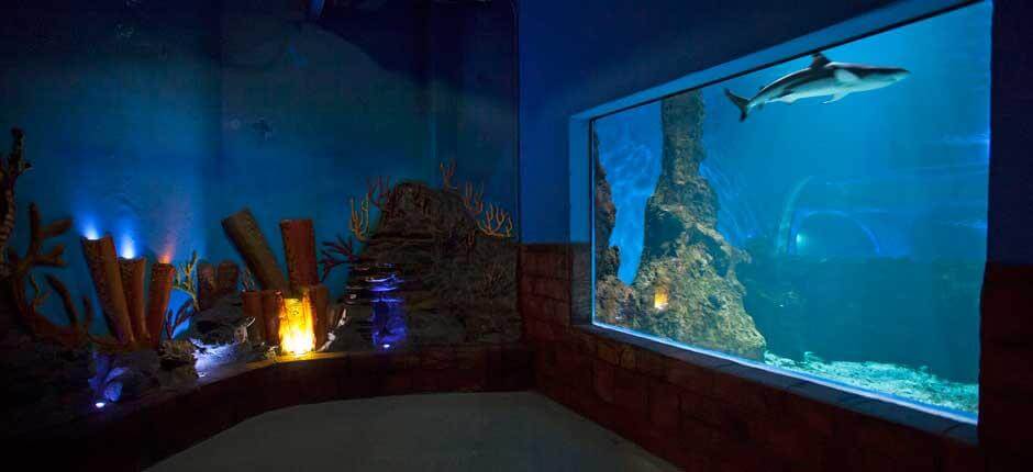 Aquarium Lanzarote akváriumai