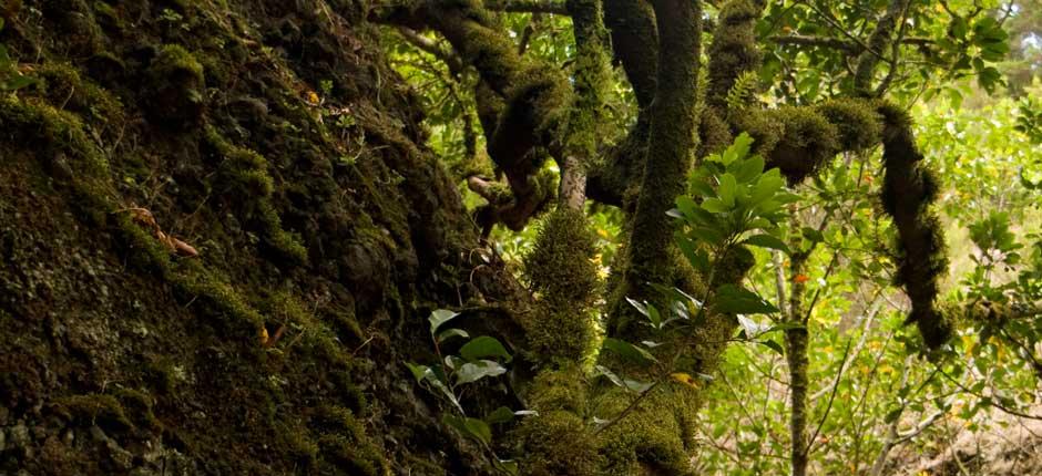 Garoé fa El Hierron