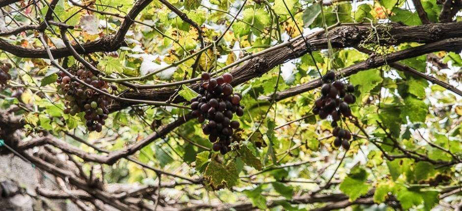 Bodega Los Berrazales + Borászatok Gran Canarián