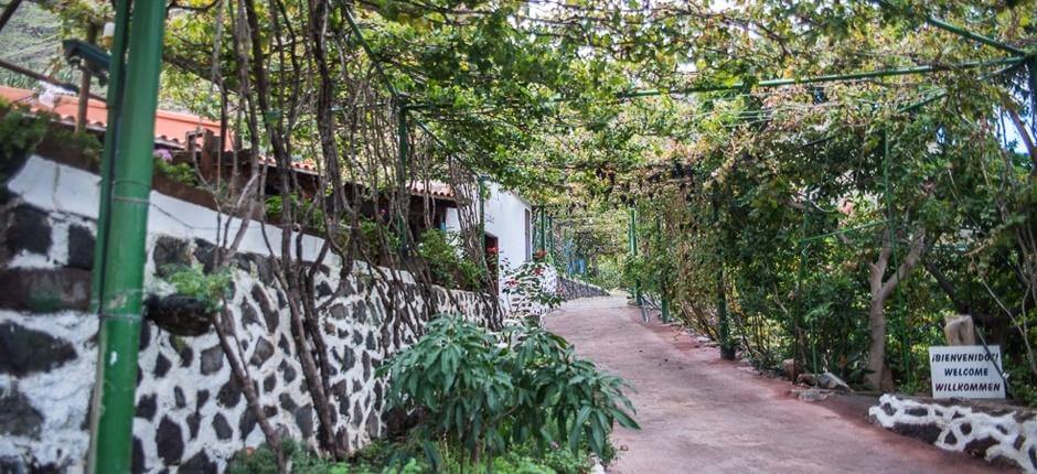 Bodega Los Berrazales + Borászatok Gran Canarián