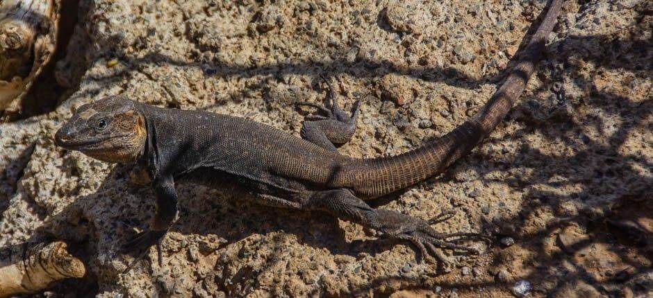 Cenobio de Valerón érdekes látnivalók Gran Canarian