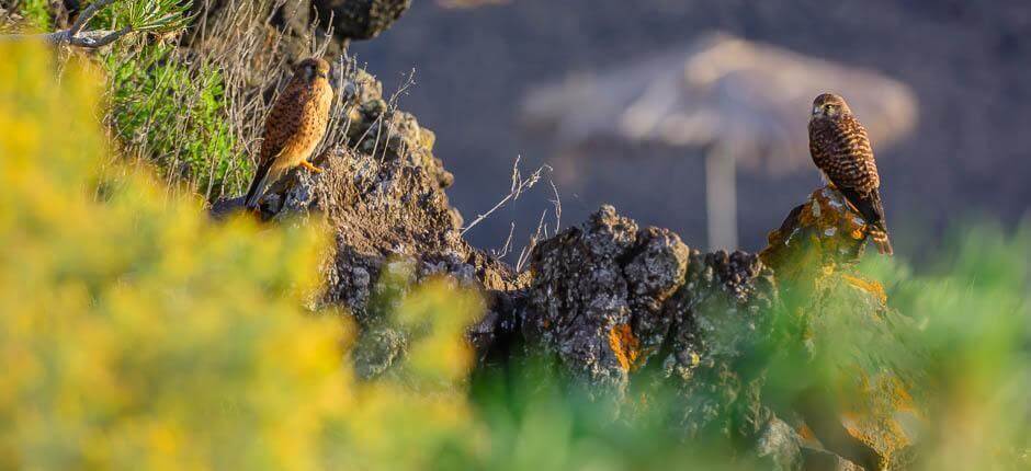 Charco Verde Strandok gyerekeknek La Palmán