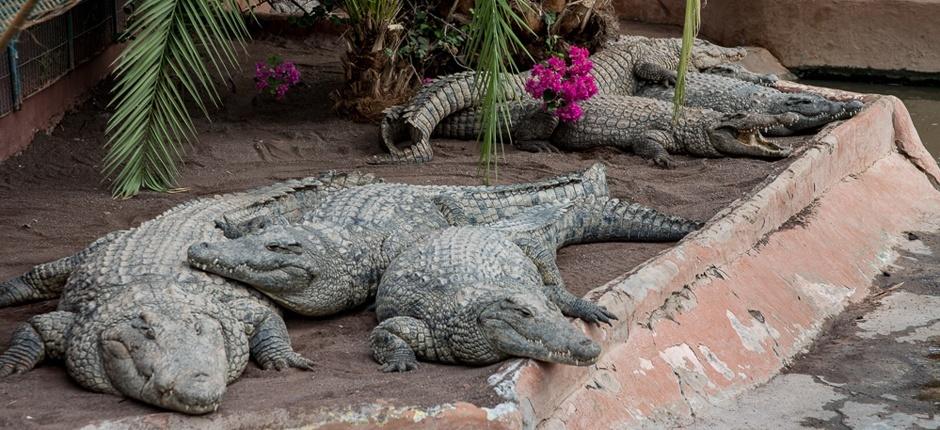 Krokodil Park Gran Canaria állatkertjei