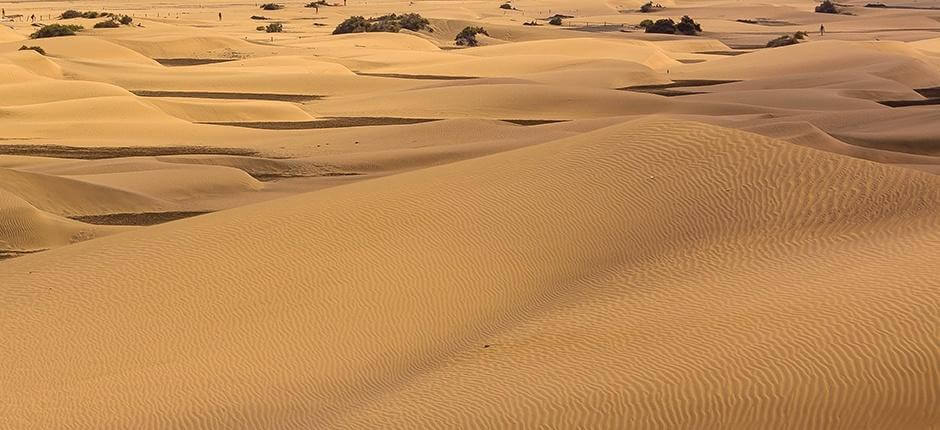 A Dunas de Maspalomas Különleges Természetvédelmi Terület Gran Canárián