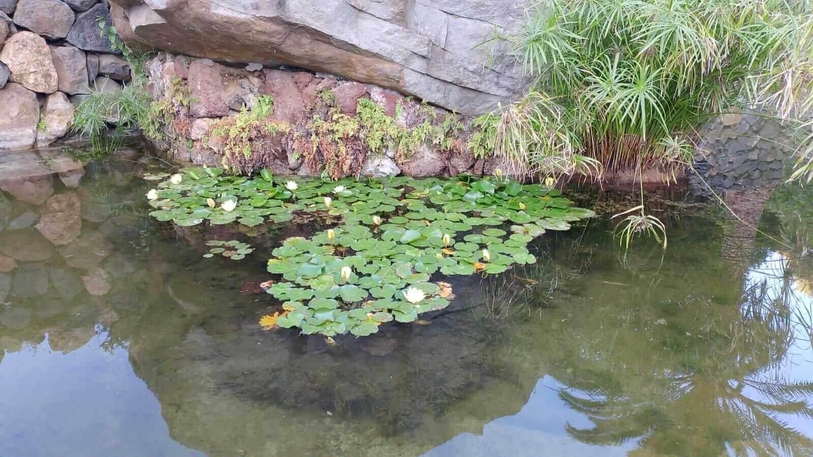 Jardín del Atlántico La Gomera