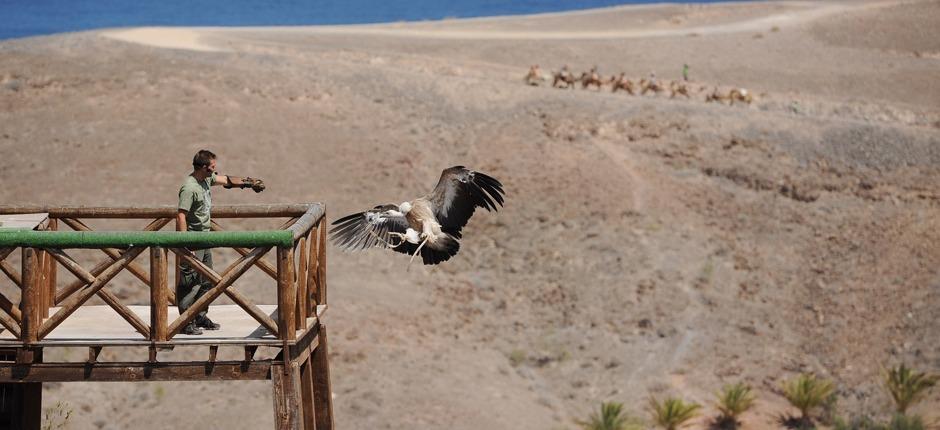 Oasis Park Fuerteventura Fuerteventura állatkertjei