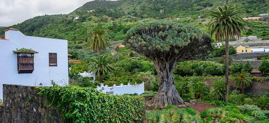 Ezeréves sárkányfa park Múzeumok és turista központok Tenerifén