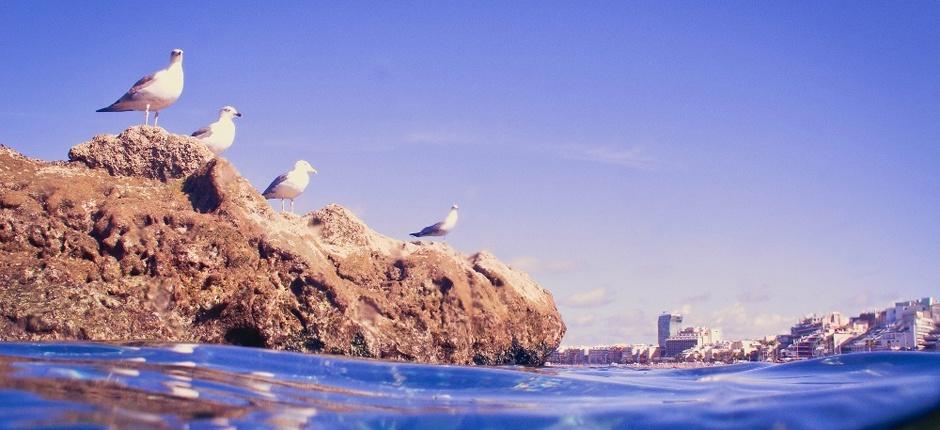 Las Canteras strand Gran Canaria népszerű strandjai