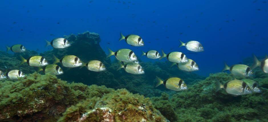 Merülés Punta Restinga mellett, El Hierro