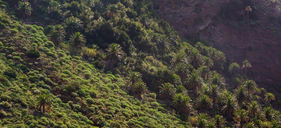 Taguluche – La Gomera-i falvak