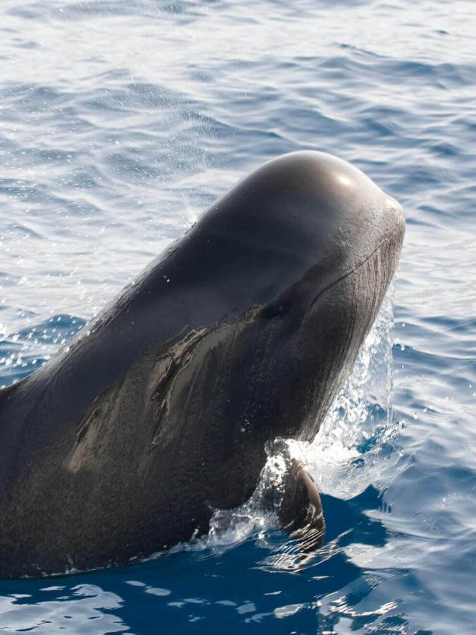 Calderón gris (nagy uszonyú trópusi cetféle) bukkan elő az óceánból, testének egy része a víz felett látható.