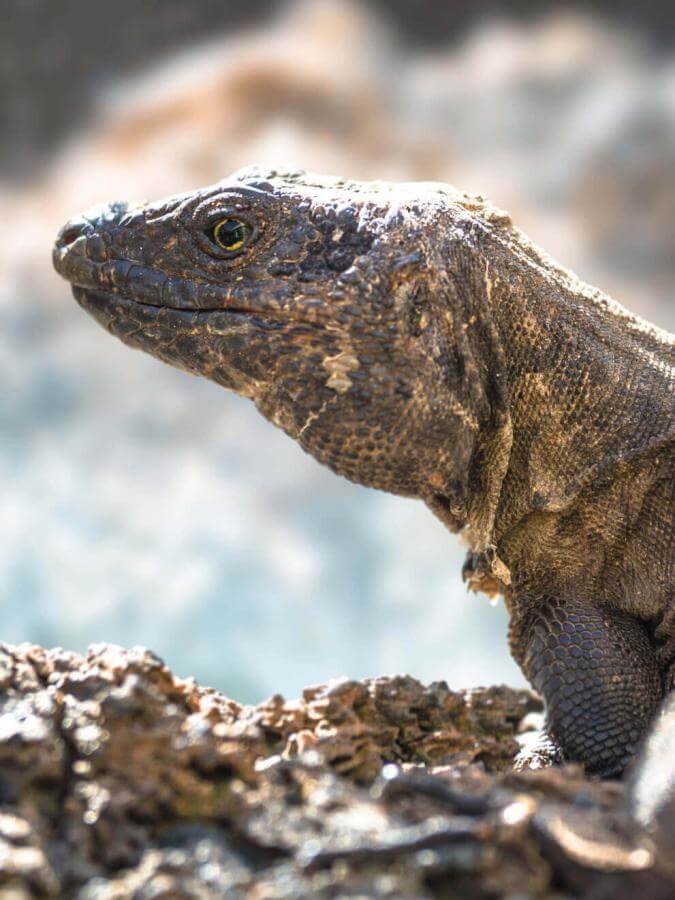 Lagarto gigante (a Kanári-szigeteken védett, endemikus gyík) El Hierro szigetén, vulkáni sziklán, napsütésben.