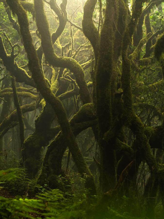 Babérlombú erdő a Garajonay területén, mohával borított fatörzsekkel és ködbe burkolózó, párás környezettel.