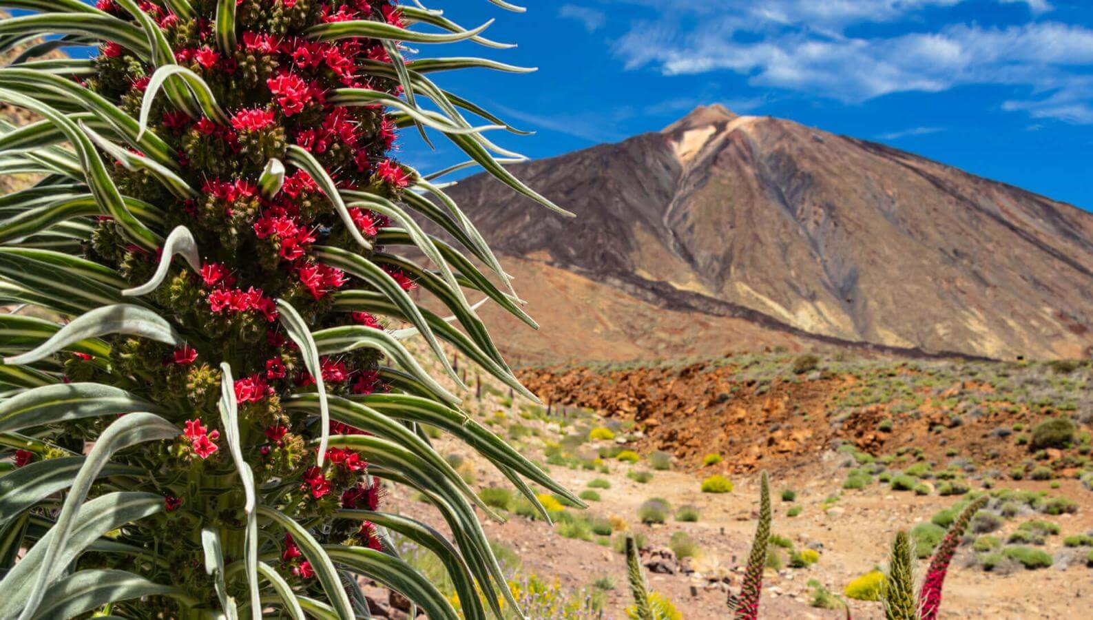 Tajinaste rojo (a Teide térségére jellemző endemikus cserje) a Las Cañadas vidékén, a Teide lábánál.