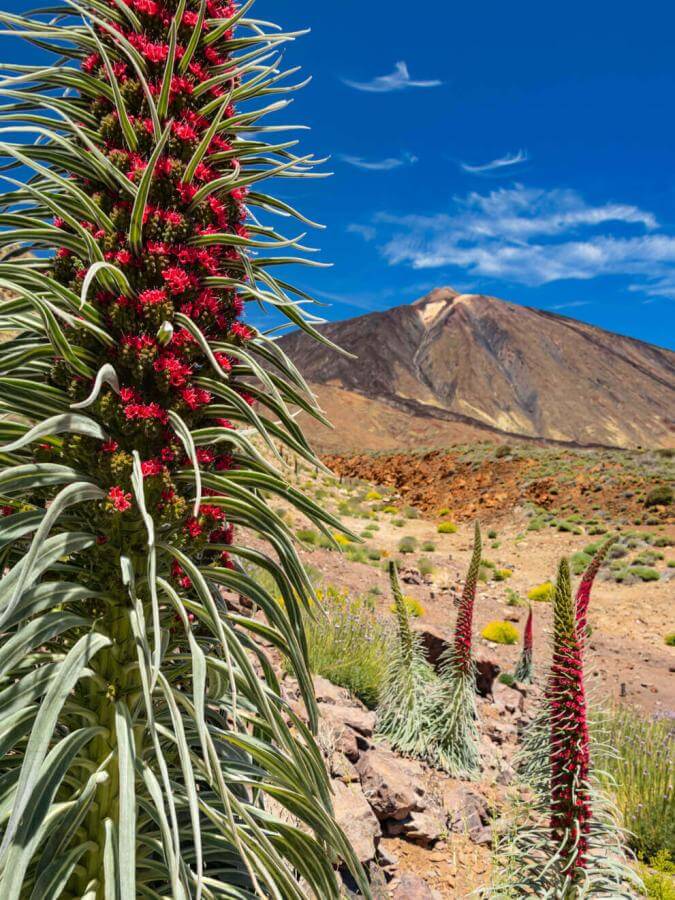 Tajinaste rojo (a Teide térségére jellemző endemikus cserje) a Las Cañadas vidékén, a Teide lábánál.